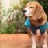 Anjing Pelacak Perkuat Upaya Cegah Perdagangan Satwa Liar di Lampung - WartaIndependen.com
