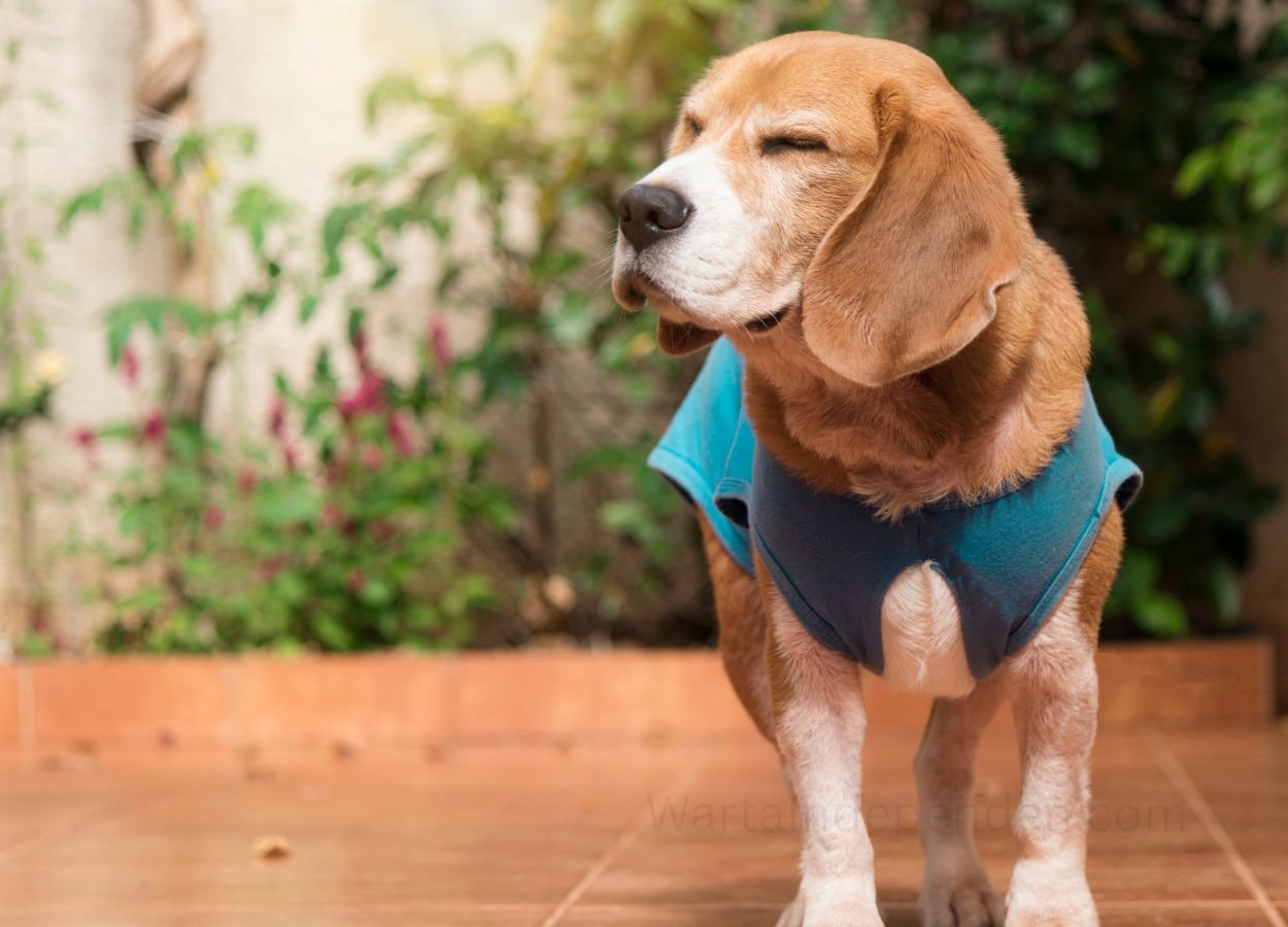 Anjing Pelacak Perkuat Upaya Cegah Perdagangan Satwa Liar di Lampung - WartaIndependen.com