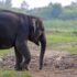 Gajah Jovi di PLG Minas Mati Setelah Jalani Perawatan Intensif 34 Hari - WartaIndependen.com