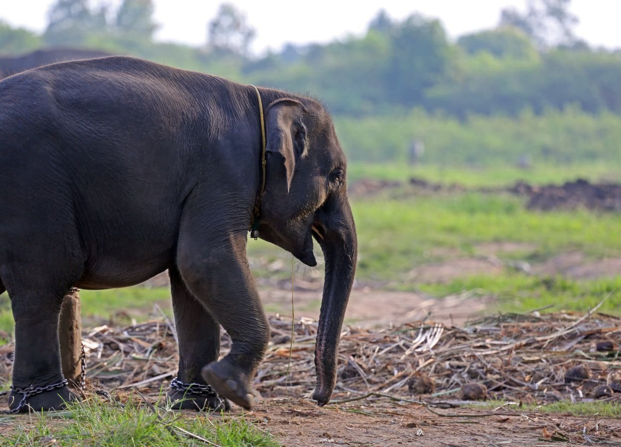 Gajah Jovi di PLG Minas Mati Setelah Jalani Perawatan Intensif 34 Hari - WartaIndependen.com