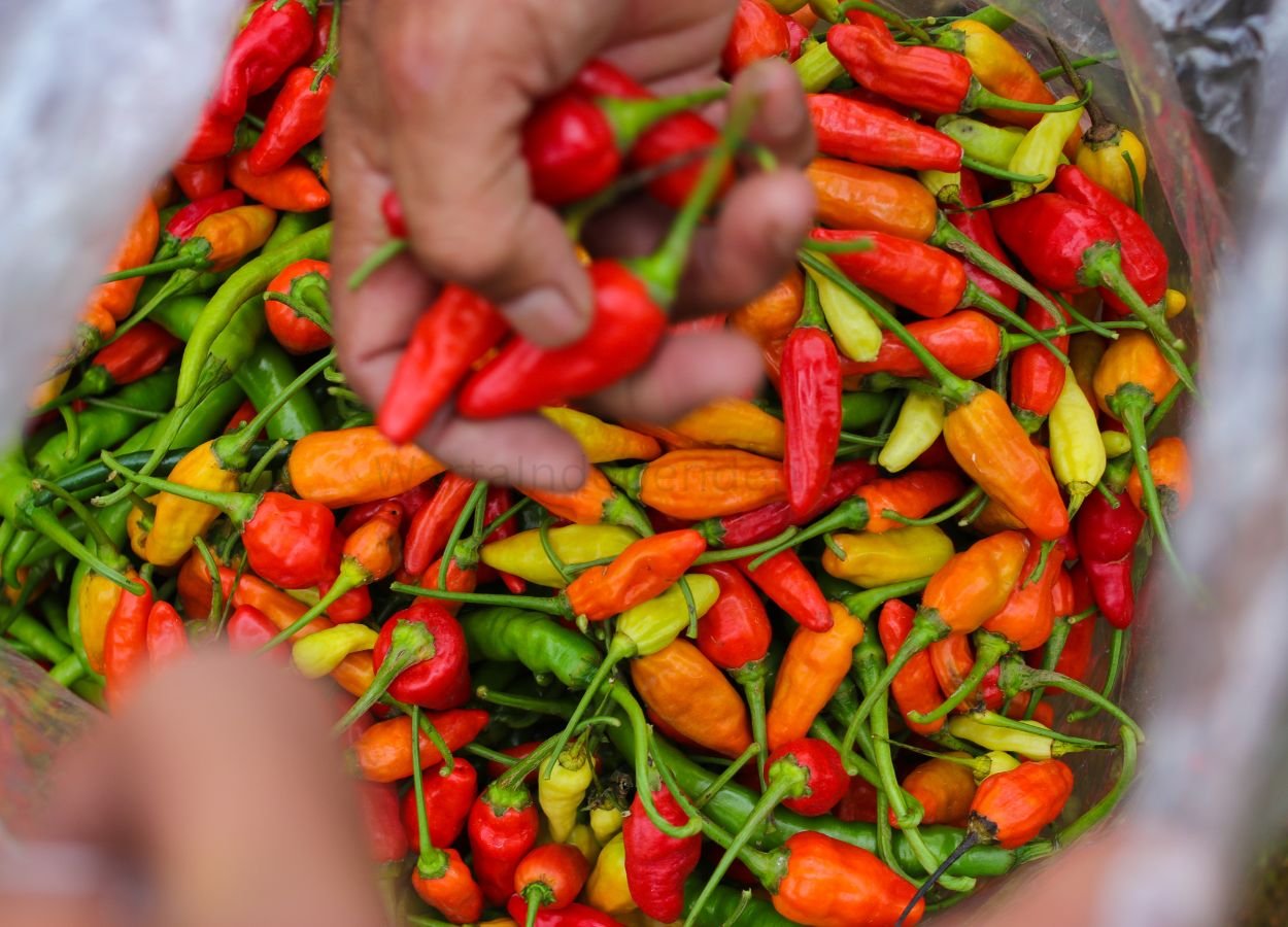 Harga Cabai Rawit Rp92.400 per Kg, Telur Rp29.250 - WartaIndependen.com